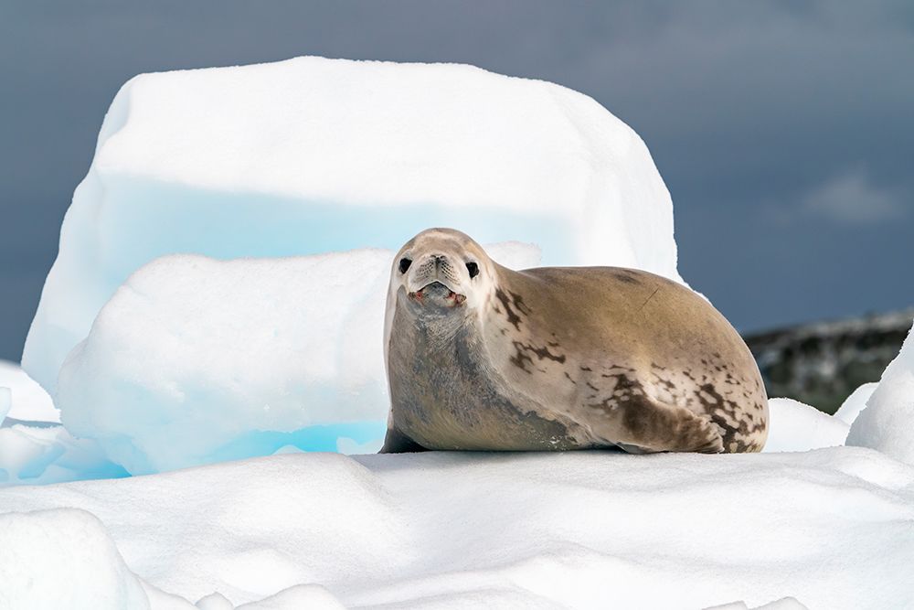 Antarctica, Yalour Islands. Crabeater seal on iceberg.
